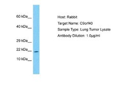 C9orf40 Rabbit anti-Human, Polyclonal, Novus Biologicals 0.1ml; Unconjugated:Antibodies,